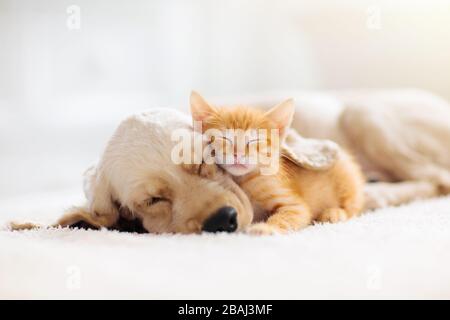 Di cane e di gatto dorme insieme. Gattino e cucciolo tenendo nap. Home animali domestici. La cura degli animali. Amore e amicizia. Animali domestici. Foto Stock