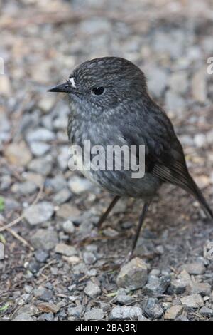 NZ robin creativo Foto Stock