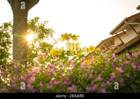 Bellissimi fiori rosa e giallo con raggi di sole sullo sfondo. Foto Stock