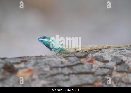 Lucertola (Blue-Crested Lizard) sull'albero nella foresta pluviale tropicale. Foto Stock
