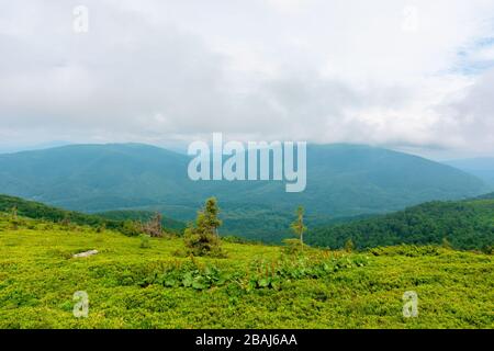 prati alpini di mnt. runa, ucraina. bella natura scenario di montagne carpazi in estate. tempo nuvoloso Foto Stock
