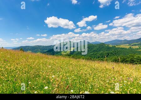 paesaggio estivo di campagna montagnosa. campi di fieno alpini con erbe selvatiche su colline ondulate a mezzogiorno alto. cresta di montagna boscosa in lontananza Foto Stock