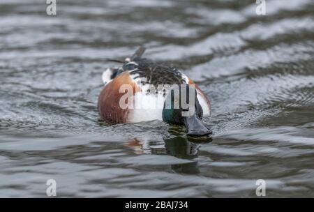 Pala maschio Nord, spatola clypeata, nuoto sul lago, in inverno. Foto Stock