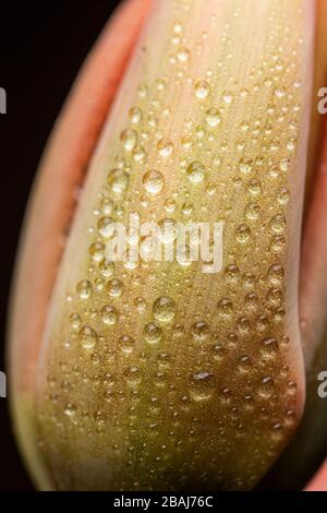 Verde tulipano fiore fioritura vicino ancora su uno sfondo nero Foto Stock