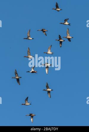 Gregge di anatre in volo, principalmente Wigeon eurasiatico, Mareca penelope con pochi Shoveler, sui livelli del Somerset in inverno. Foto Stock