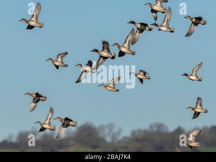 Gregge di Teal, Anas crecca, in volo in inverno, livelli Somerset. Foto Stock