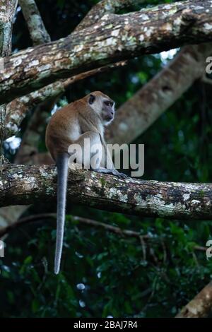 Macaque a coda lunga - Macaca fascicularis, scimmia comune dalle foreste del sud-est asiatico, boschi e giardini, Mutiara Taman Negara, Malesia. Foto Stock