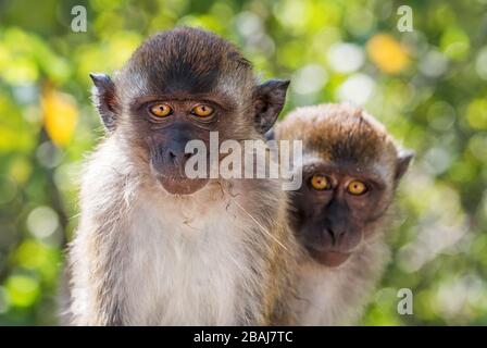 Macaque a coda lunga - Macaca fascicularis, scimmia comune dalle foreste del sud-est asiatico, boschi e giardini, Mutiara Taman Negara, Malesia. Foto Stock