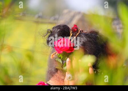 fuoco di rosa rossa tagliato fuori sulla testa delle donne con priorità bassa verde di defocus della natura Foto Stock