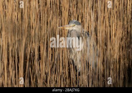 Heron Gray, Cinerea Ardea, in letto di canna in inverno, Dorset. Foto Stock
