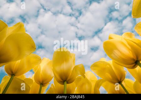 Olandese tulipano campo, drone vista di giallo tulipani campo Paesi Bassi, felice giovane coppia uomo e donna in campo di fiori Foto Stock