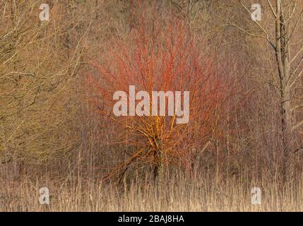 Salice d'oro, Salix alba var. Vitellina, con rami invernali, nella valle di Avon, Hampshire. Foto Stock