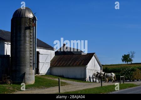 Panoramica di una fattoria amish con una campata di cavalli e raccolto di mais di fronte al fienile tutti contro un cielo blu chiaro Lancaster County Pennsylvania Foto Stock