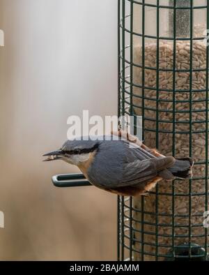 Nuthatch Eurasian, Sitta europaea, visiting Garden bird feeder. Foto Stock