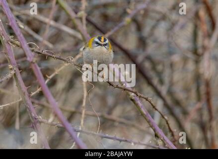 Comune più vigile, Regulus ignicapilla, inverno in un giardino, Dorset. Foto Stock