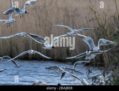 Gregge di gabbiani a testa nera, Chroicocephalus ridibundus, in volo, alla ricerca di cibo. Inverno, Dorset. Foto Stock