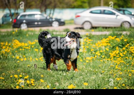 Agriturismo cane Bovaro del Bernese Berner Sennenhund giocare all'aperto in primavera verde prato con fiori gialli. Giocoso Pet all'esterno. Bernese cane bovini Foto Stock