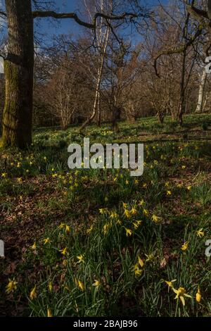Daffodils selvatico, Narciss pseudonarcissus ssp. Pseudonarciss, in Tanpits Coppice (parte di Bere Stream SSSI), Dorset. Foto Stock