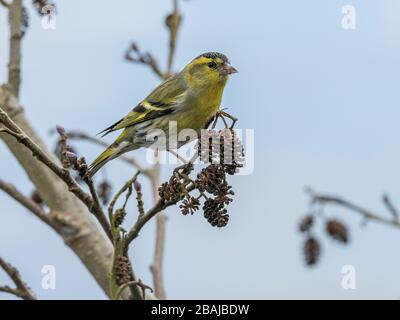 Siskin maschio, Spinus spinus, alimentazione su coni di ontano in inverno tardo. Hampshire. Foto Stock