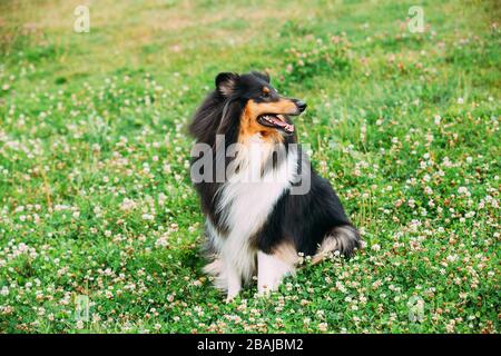 Collie ruvido, Collie scozzese, Collie a pelo lungo, Collie inglese, cane adulto Lassie seduto sulla Glade Clover. Foto Stock
