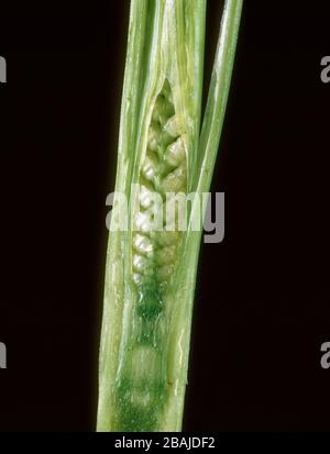 Orecchio embrionale di frumento (Triticum aestivum) seettato dal fusto prima della comparsa dell'orecchio, Foto Stock