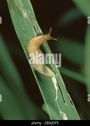 Una brocca di campo grigio (Deroceras reticulatum) con percorso di lime e danni su una foglia di cereali d'orzo in autunno Foto Stock