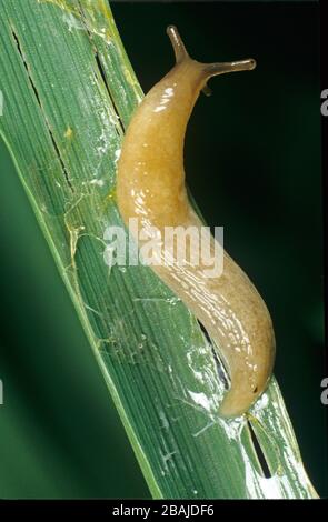 Una brocca di campo grigio (Deroceras reticulatum) con percorso di lime e danni su una foglia di cereali d'orzo in autunno Foto Stock