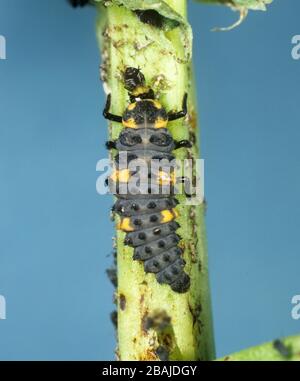 Sette spot ladybird (Coccinella settempunctata) che allattano larva su afide di fagiolo nero (Aphis fabae) Foto Stock