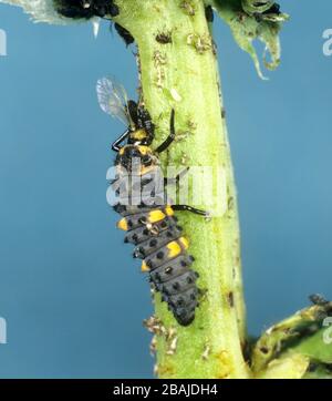 Sette spot ladybird (Coccinella settempunctata) che allattano larva su afide di fagiolo nero (Aphis fabae) Foto Stock