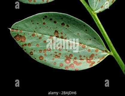 Macchia di cioccolato (Botrytis fabae) sintomi precoci di loesioni necrotiche discrete sulla foglia di un fagiolo (Vicia faba) Foto Stock