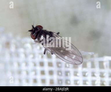 Shore fly o fungo fly (Scatella stagnalis) adulto su rete glasshouse. Le mosche della riva contaminano i raccolti di lattuga Foto Stock