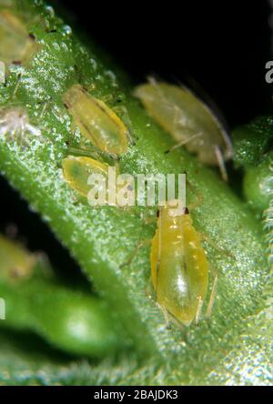 Afidi di menta (Ovatus crataegarius) adulti e giovani su foglia di menta (mentha sp.) Foto Stock