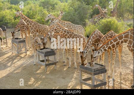 Adulti e giovani giraffa (Giraffa camelopardalis) presso la stazione di alimentazione sull'isola di Sir Bani Yas, Abu Dhabi, Emirati Arabi Uniti, novembre Foto Stock