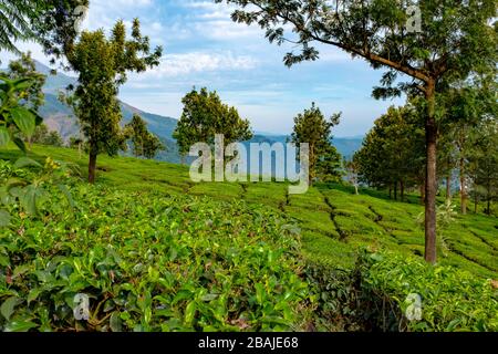 Vista sulle montagne e sulle piantagioni di tè. Preso durante una mattina di primavera soleggiata al punto di vista di Chithirapuram, vicino Munnar, Kerala, India Foto Stock