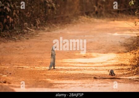 Goa, India. Indiano Grey Mongoose Walking sulle sue gambe indenne. Foto Stock