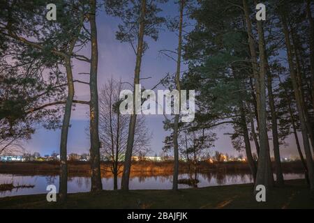 Bielorussia, Europa orientale. Campagna notturna paesaggio con coltivazione Pines Forest sulla Costa del fiume. Boschi di conifere in prima primavera notte. Natura russa. Foto Stock