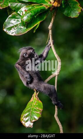 Il Cucciolo di Celebes macaco crestato sull'albero. Crested macaco nero, Sulawesi crested macaco o il black ape. Habitat naturale. Isola di Sulawesi. Foto Stock