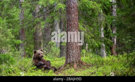 Cucciolo di orso bruno nella foresta estiva si siede sotto l'albero di pino. Habitat naturale. Nome scientifico: Ursus arctos. Foto Stock