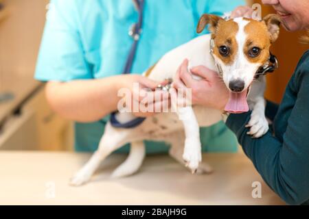 Veterinario con stetoscopio ascolta il cuore del cane Foto Stock