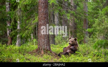 Cucciolo di orso bruno nella foresta estiva si siede sotto l'albero di pino. Habitat naturale. Nome scientifico: Ursus arctos. Foto Stock