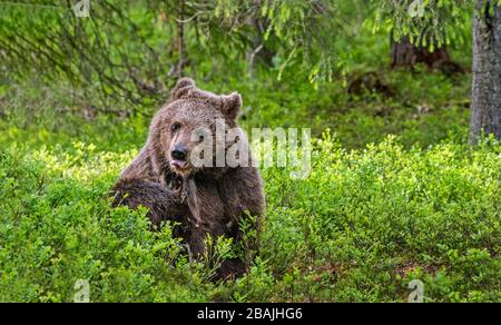 Il cucciolo dell'orso si itches. Cucciolo di orso bruno nella foresta estiva. Vista frontale. Nome scientifico: Ursus arctos. Habitat naturale. Foto Stock