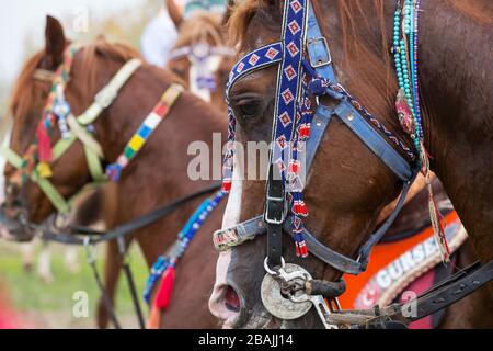 Cavalli che partecipano al gioco. Vista dal Turkish Javelin Game durante Etnospor Culture Festival. Foto Stock