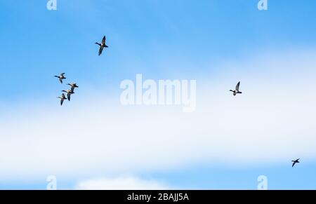 Silhouette di anatre migratrici che volano nel cielo blu. Foto Stock