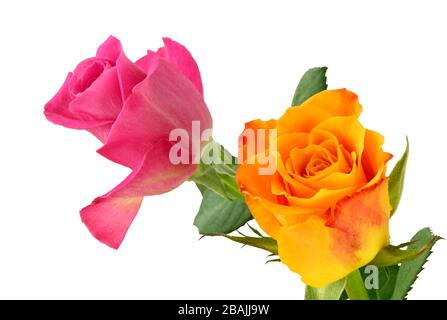 Due Rose (Rosacee) isolato su sfondo bianco, incluso il percorso di clipping. Germania Foto Stock