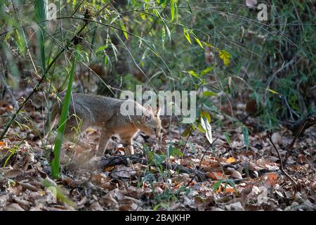 India, Madhya Pradesh, Parco Nazionale di Bandhavgarh. Gatto della giungla (SELVAGGIO: Felis chaus). Foto Stock