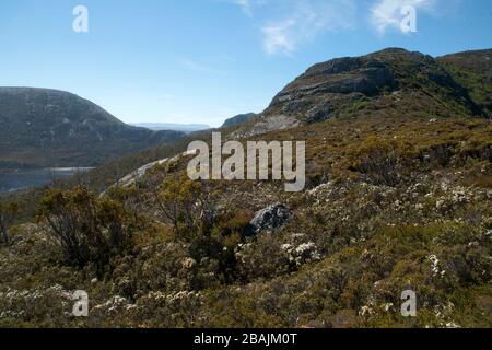 Cradle Mountain Tasmania, vista sulla vegetazione alpina in fiore Foto Stock