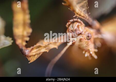 Primo piano testa di suadult femmina del spinoso foglia di insetto, Extatosma tiaratum Foto Stock