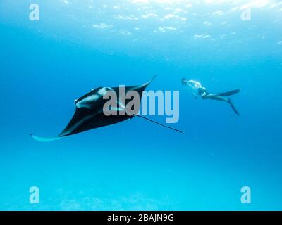 Vista subacquea del gigante hovering oceanic manta ray, Manta Birostris , e uomo free diving in blu oceano. La visione di mondo sottomarino durante l avventura Foto Stock