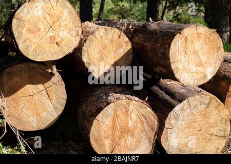 Mucchio di tronchi di legno nel forrest Foto Stock