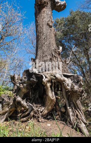 Radici intrecciate e ceppo di un antico albero di quercia bruciato nel bosco in Corsica Foto Stock